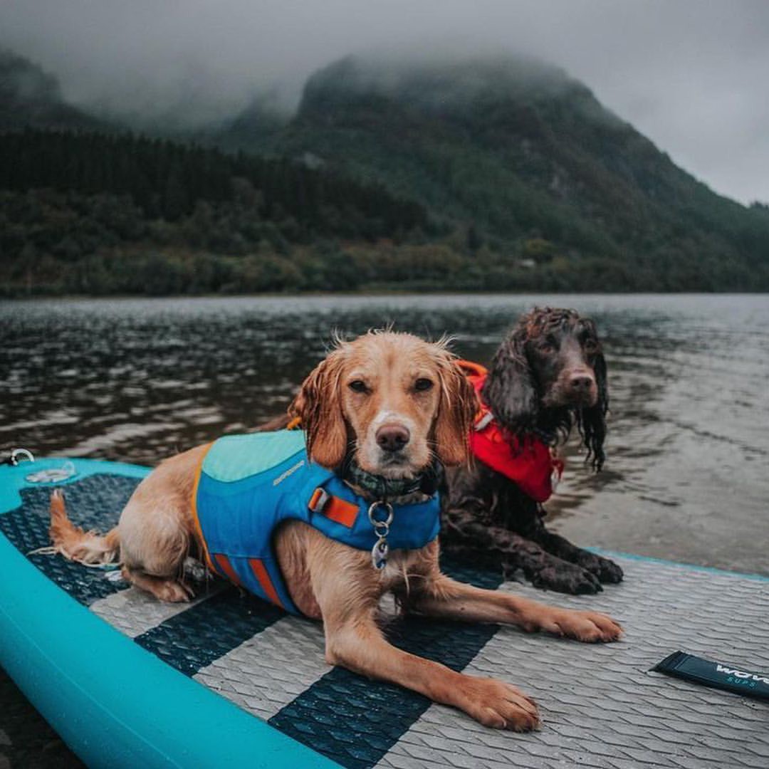 SUP suitable for dogs 1