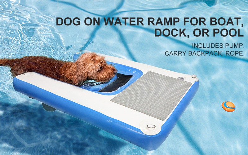Dog dock diving training near me 3